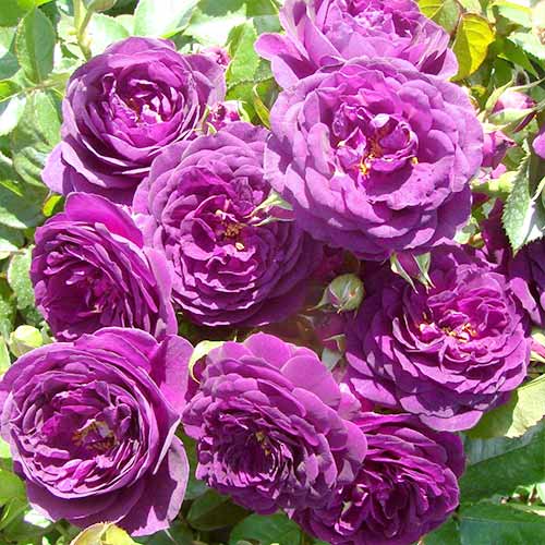 Rosa floribunda Blue-Violet, root ball - Plântulas: Ilość w opakowaniu: 1 plant