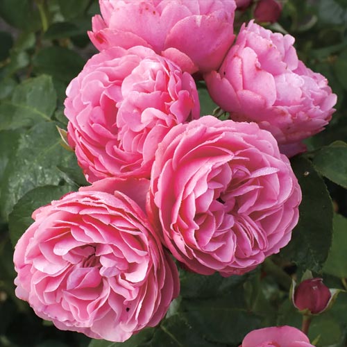 Rosa floribunda Leonardo da Vinci , C5 - Plántulas: Ilość w opakowaniu: 1 plantas