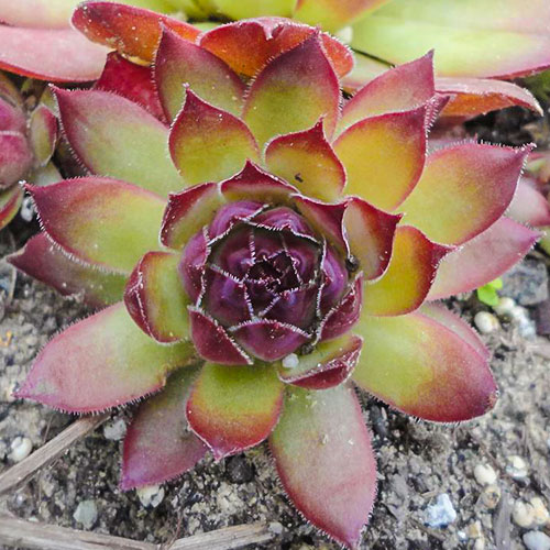1 sadz, Rojnik (Sempervivum) Alladyn - Sadzonki: Ilość w opakowaniu: 1 sadz