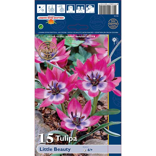 Tulipan botaniczny Little Beauty - Cebule: Ilość w opakowaniu: 15 szt. - GradinaMax