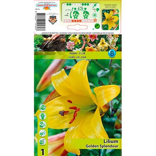 1 szt, Lilia trąbkowa Golden Splendour - Cebule: Ilość w opakowaniu: 1 szt.