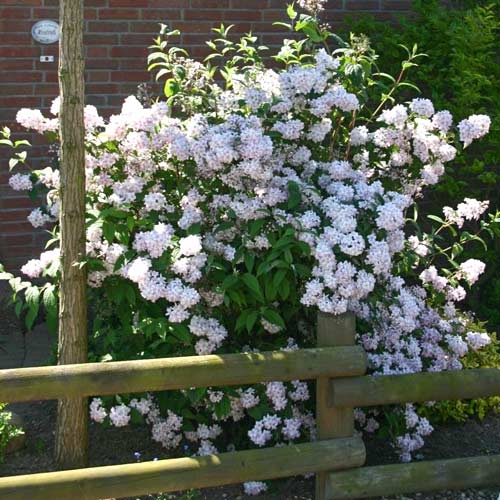 1 buc, Deutzia Mont Rose, Р9 - Răsaduri: Mod de ambalare: 1 buc