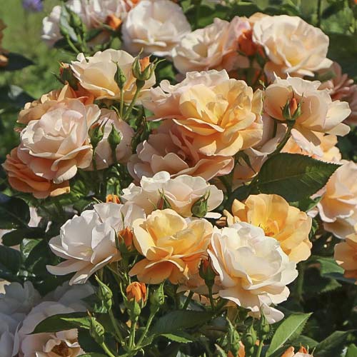 Ruža floribunda Garden Living Fair - : Monžstvo balíkov: 1 sad