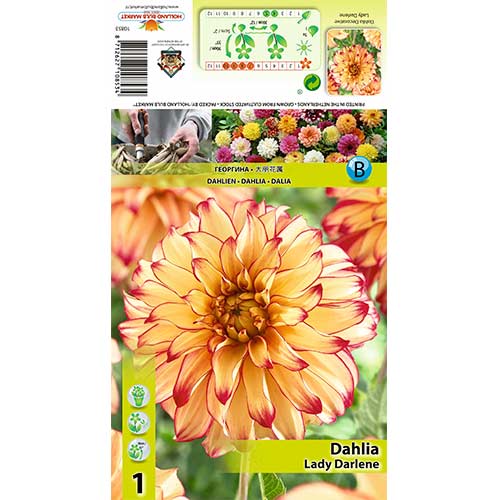 1 Stück, Dahlie Lady Darlene - Stauden: Ilość w opakowaniu: 1 Stück