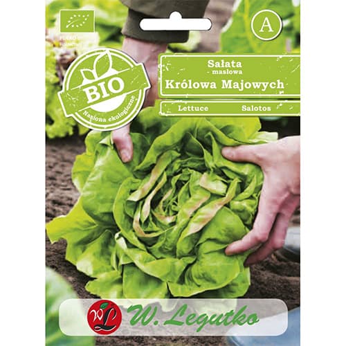 1 szt, Kopfsalat May King Legutko - Samen: Ilość w opakowaniu: 0.5 g