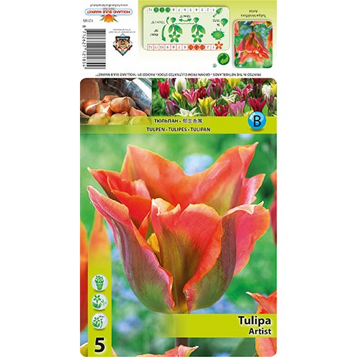 Tulipe Artista - Bulbos: Ilość w opakowaniu: 5 bulbos