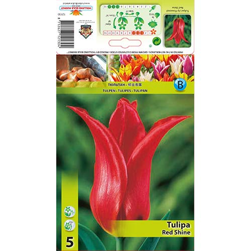 5 buc, Lalele Red Shine - Bulbi: Mod de ambalare: 5 buc