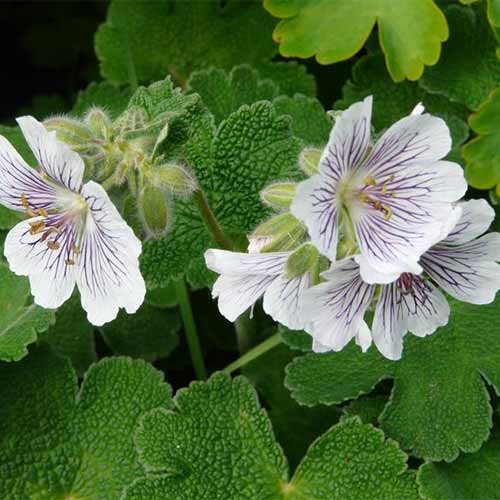 1 buc, Geranium renardii - Răsaduri: Mod de ambalare: 1 buc