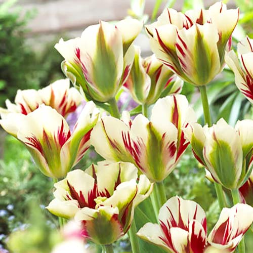 5 buc, Lalele viridiflora Flaming Spring - Bulbi: Mod de ambalare: 5 buc