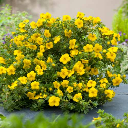 1 buc, Potentilla fruticosa Goldstar - Puieți: Mod de ambalare: 1 buc