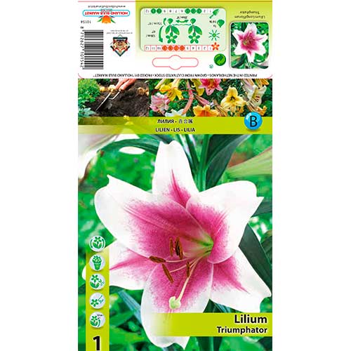 1 buc, Crin Triumphator - Bulbi: Mod de ambalare: 1 buc