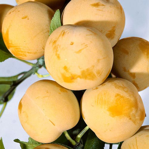 1 buc, Prun Honey - Puieți: Mod de ambalare: 1 buc