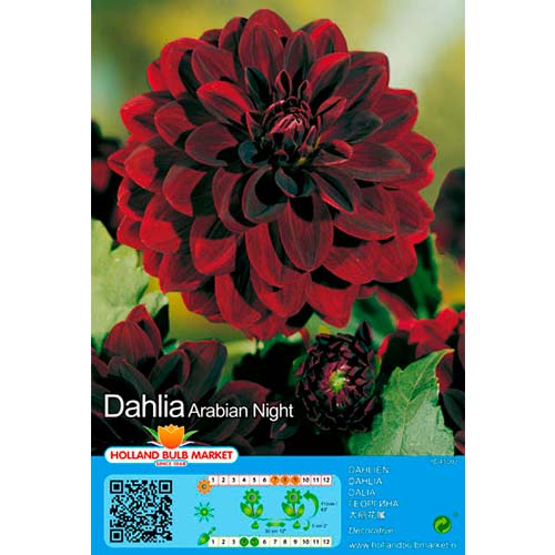 1 Stück, Dahlie Arabian Night - Stauden: Ilość w opakowaniu: 1 Stück