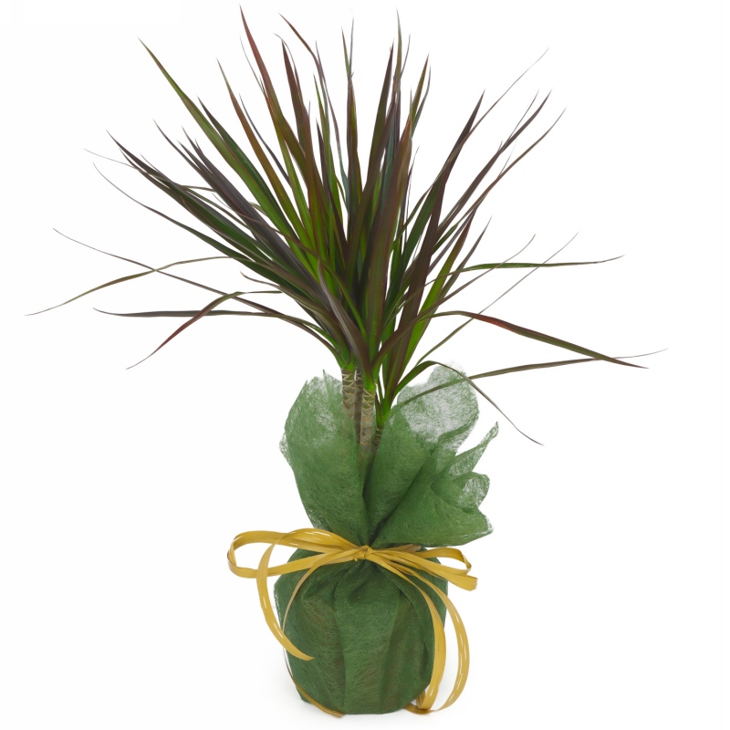 Kwiat doniczkowy Dracena