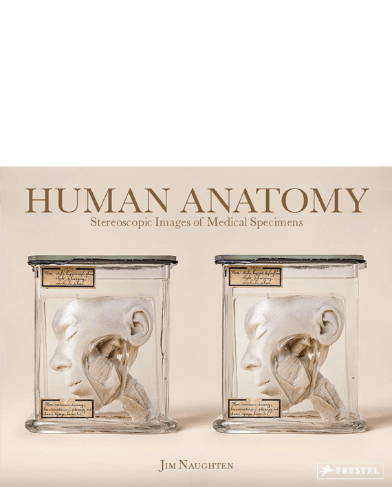 Human Anatomy