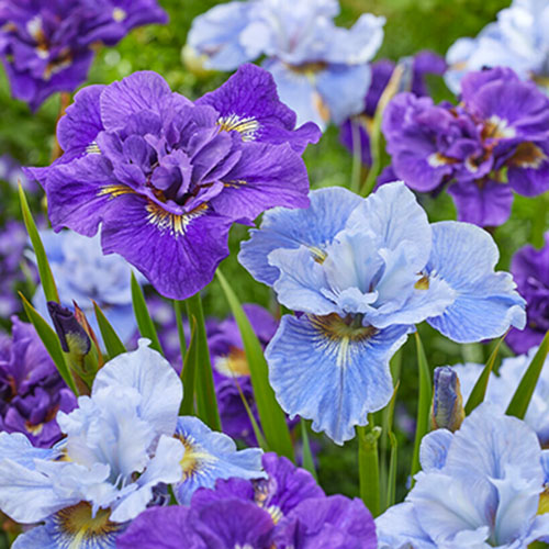 Iris Siberica Mixed - : Monžstvo balíkov: 4 kus