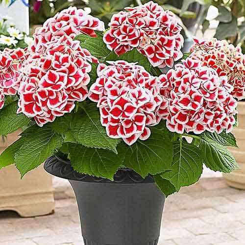 1 db, Hortenzia Red-White Bicolor - Évelő: Mod de ambalare: 1 db