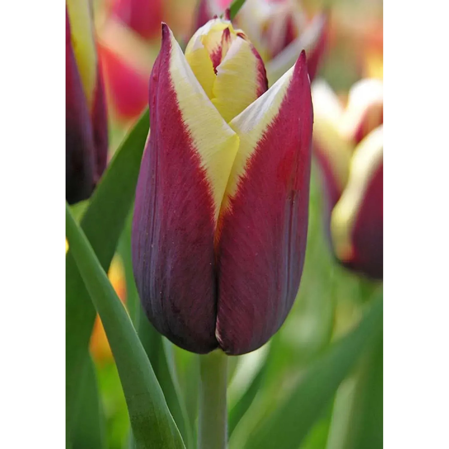Tulipan odm. Gavota (Tulipa sp.) - 5 szt.