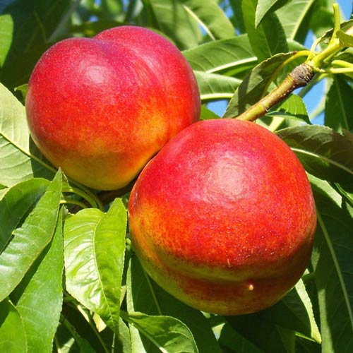 1 buc, Nectarin Star Coral - Puieți: Mod de ambalare: 1 buc