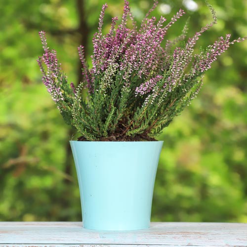 1 saz, Vřesovec Pink Bettina - : Monžstvo balíkov: 1 saz