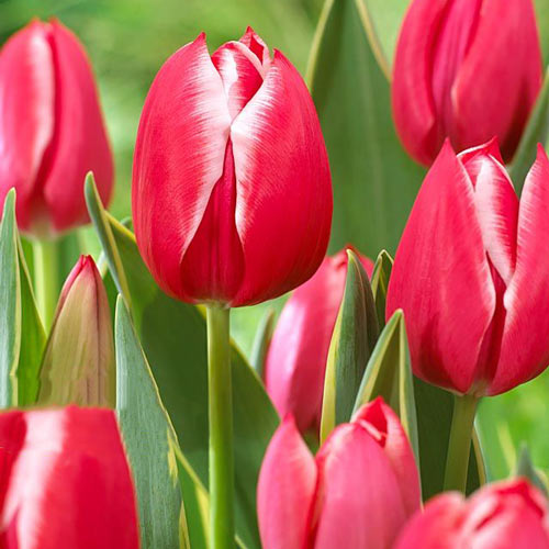 5 Stück, Tulpe Dragon King - Blumenzwiebeln: Ilość w opakowaniu: 5 Stück