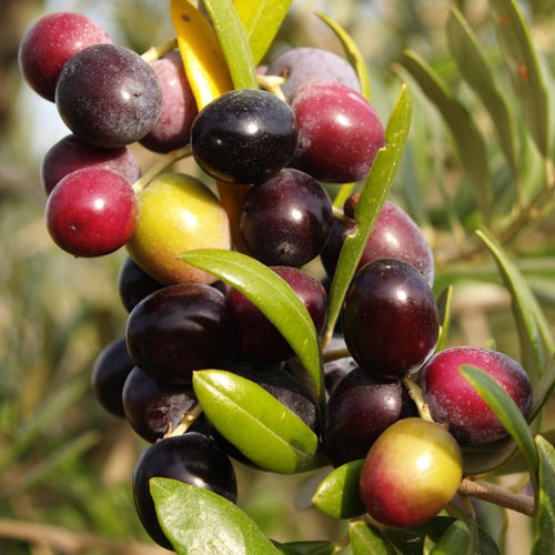 Oliveiras Arbequina, С2 - Plântulas: Ilość w opakowaniu: 1 plant