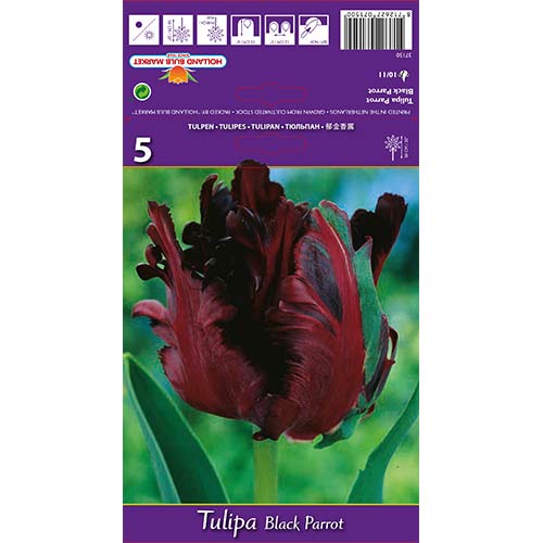 Tulipan papuzi Black Parrot - Cebule: Ilość w opakowaniu: 5 szt. - GradinaMax