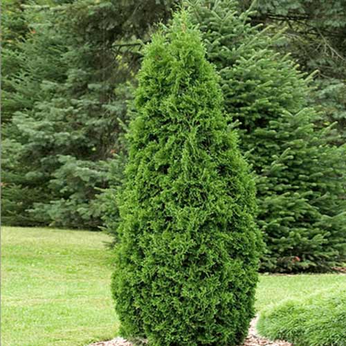 1 sadz, Żywotnik zachodni (Thuja) Pyramidalis Compacta - Sadzonki: Ilość w opakowaniu: 1 sadz