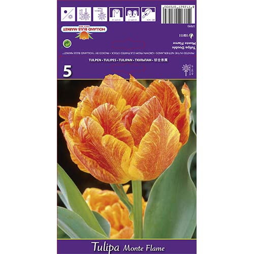 Tulipany pełne Monte Flame - Cebule: Ilość w opakowaniu: 5 szt. - GradinaMax