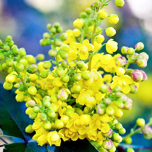1 szt, Mahonia pospolita - Sadzonki: Ilość w opakowaniu: 1 szt.