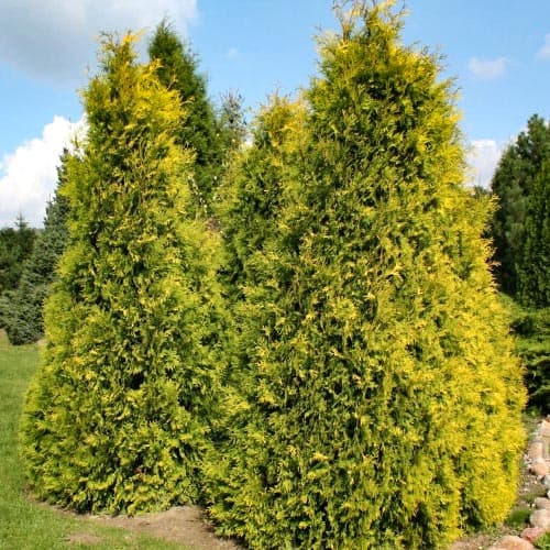 1 sadz, Żywotnik zachodni (Thuja) Europe Gold - Sadzonki: Ilość w opakowaniu: 1 sadz