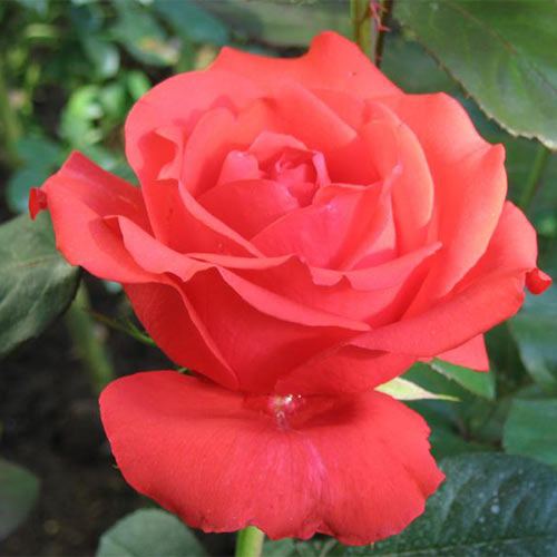 1 sadz, Róża wielkokwiatowa Holsteinperle - Sadzonki: Ilość w opakowaniu: 1 sadz