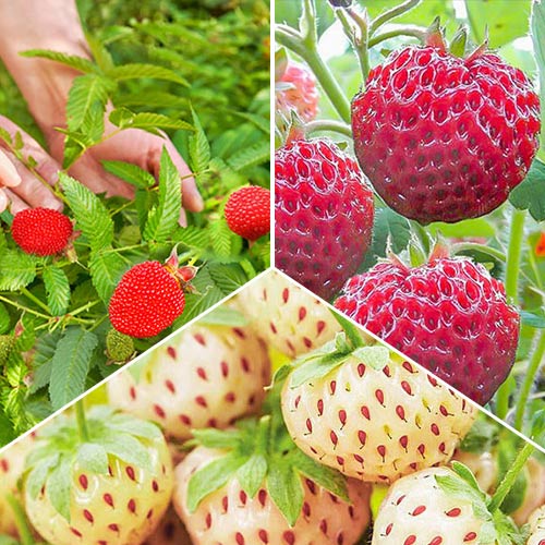 1 szt, Super oferta! Egzotyczne truskawki, zestaw 3 odmian - Sadzonki: Ilość w opakowaniu: 3 sadz