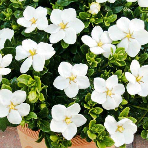1 sadz, Gardenia Sweet Heart - Sadzonki: Ilość w opakowaniu: 1 sadz