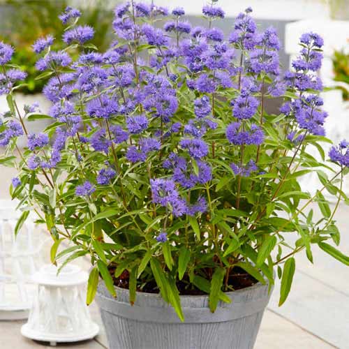1 szt, Barbula klandońska (Caryopteris) Blue Empire - Byliny: Ilość w opakowaniu: 1 szt
