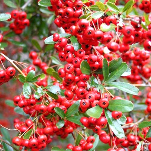 1 buc, Pyracantha Red Cushion - Răsaduri: Mod de ambalare: 1 buc