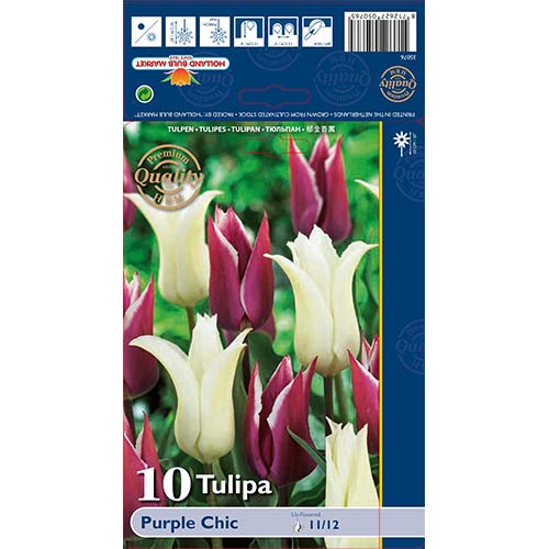 10 Stück, Tulpe Purple Chic, farbmischung - Blumenzwiebeln: Ilość w opakowaniu: 10 Stück