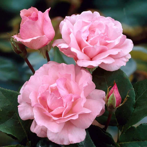 1 Pflanze(n), Großblütige Rose Queen of England - Setzlinge: Ilość w opakowaniu: 1 Pflanze(n)