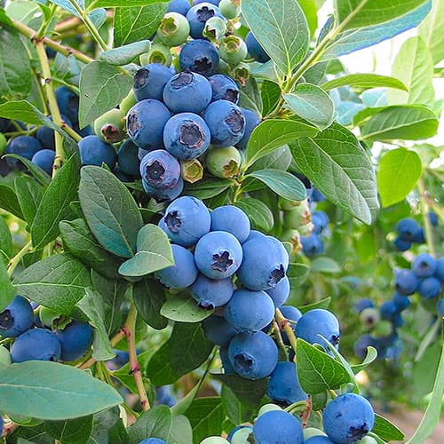 1 Pflanze(n), Heidelbeere Bluegold, P9 - Setzlinge: Ilość w opakowaniu: 1 Pflanze(n)