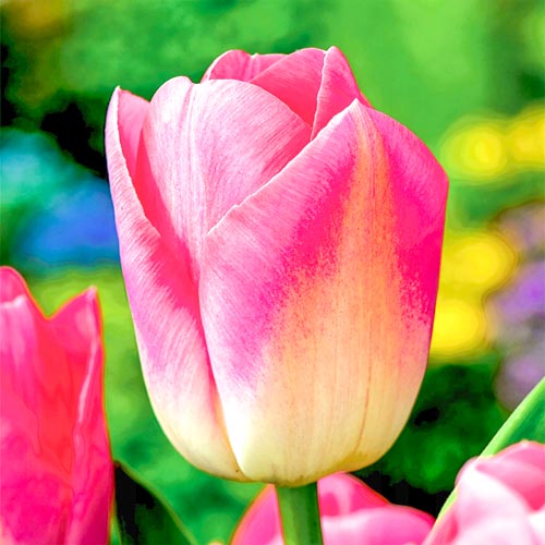 10 Stück, Tulpe Dynasty - Blumenzwiebeln: Ilość w opakowaniu: 10 Stück