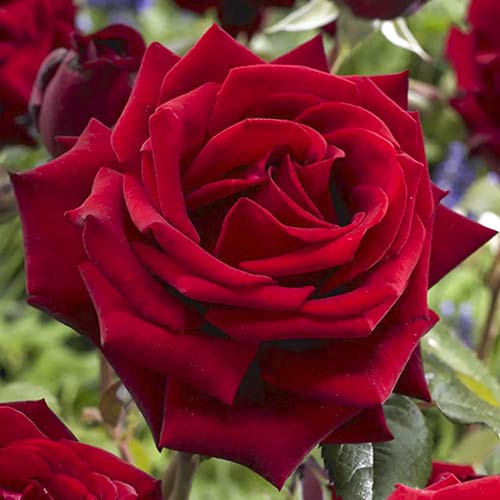 1 Pflanze(n), Großblumige Rose Mister Lincoln - Setzlinge: Ilość w opakowaniu: 1 Pflanze(n)