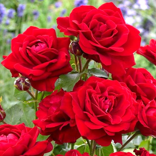 Ruža floribunda Nina, root ball - : Monžstvo balíkov: 1 sad
