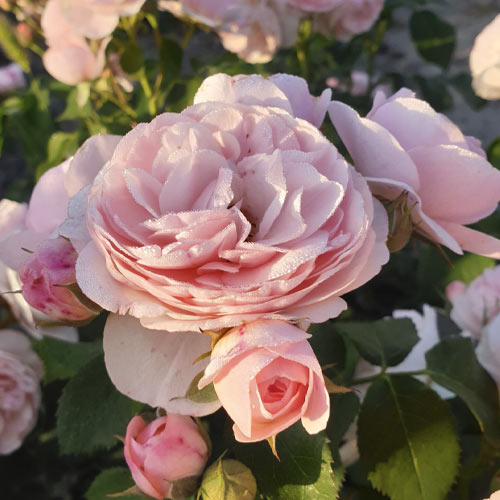 Rosa floribunda Miss.Granger - Plântulas: Ilość w opakowaniu: 1 plant