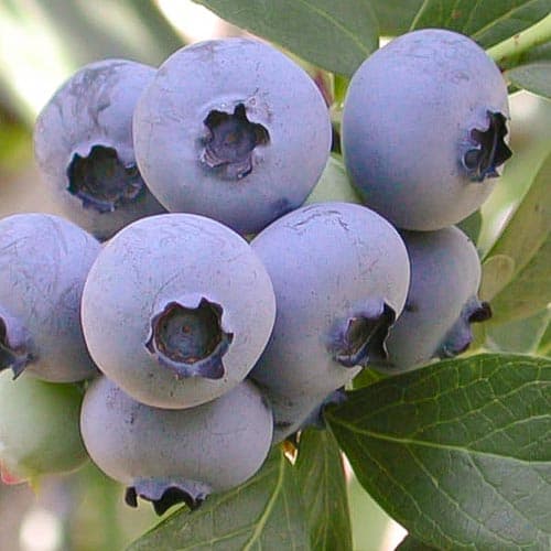 1 saz, Borůvka Ozarkblue - : Monžstvo balíkov: 1 saz
