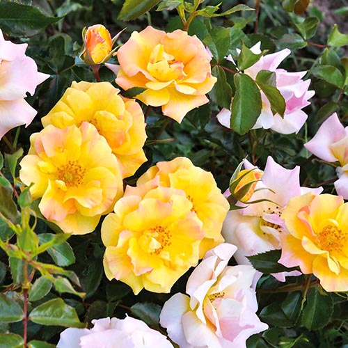 1 db, Rózsák floribunda Mella Melitte - Palánták: Mod de ambalare: 1 db
