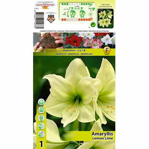 1 db, Szobaliliom (Amaryllis) Lemon Lime - Hagymák: Mod de ambalare: 1 db