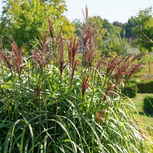 1 db, Virágosnád (Miscanthus) Malepartus - Palánták: Mod de ambalare: 1 db