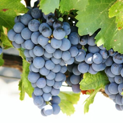 1 db, Szőlő Cabernet de Sauvignon - Dugványok: Mod de ambalare: 1 db