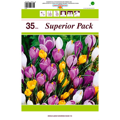 ¡Gran oferta! Crocus botánico colores mixtos, lote de 35 bulbos - Bulbos: Ilość w opakowaniu: 35 bulbos