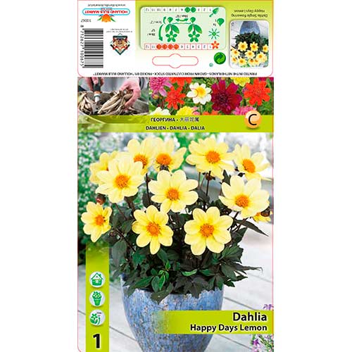 1 buc, Dalie Happy Days Lemon - Bulbi: Mod de ambalare: 1 buc
